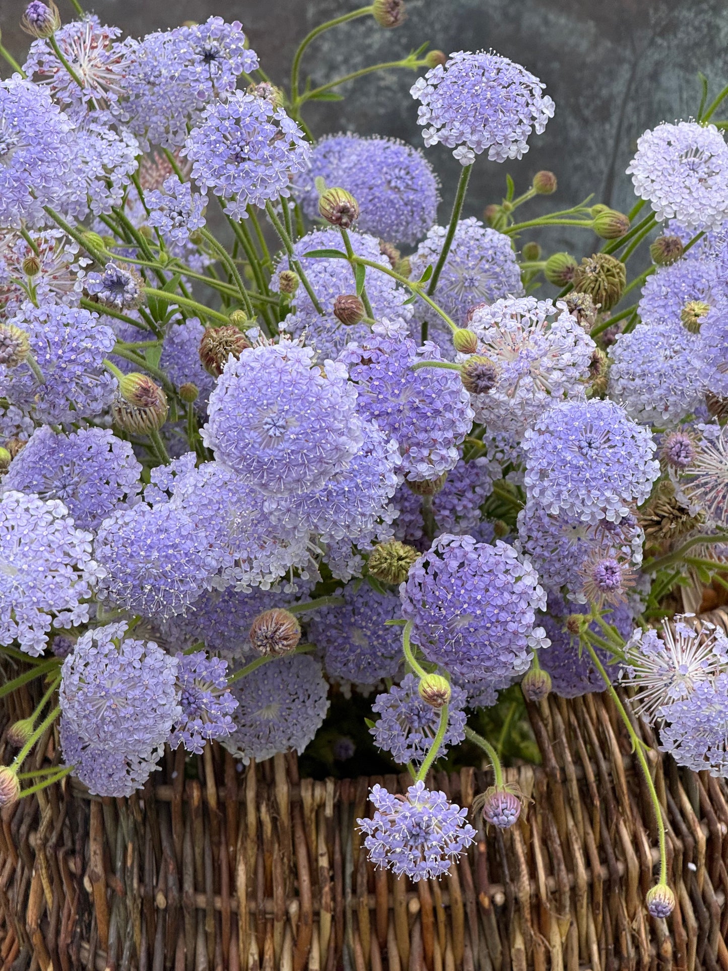 Trachymene coerulea Lavender Blue | Lace Flower | Didiscus therapyofflowers.com