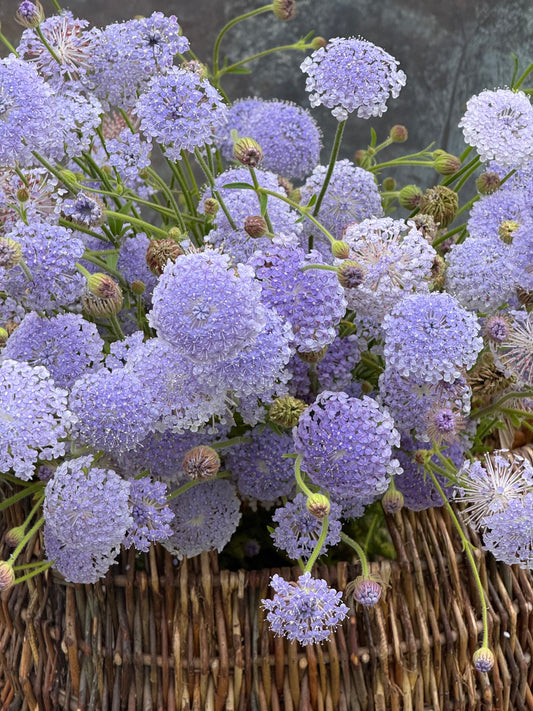 Trachymene coerulea Lavender Blue | Lace Flower | Didiscus therapyofflowers.com