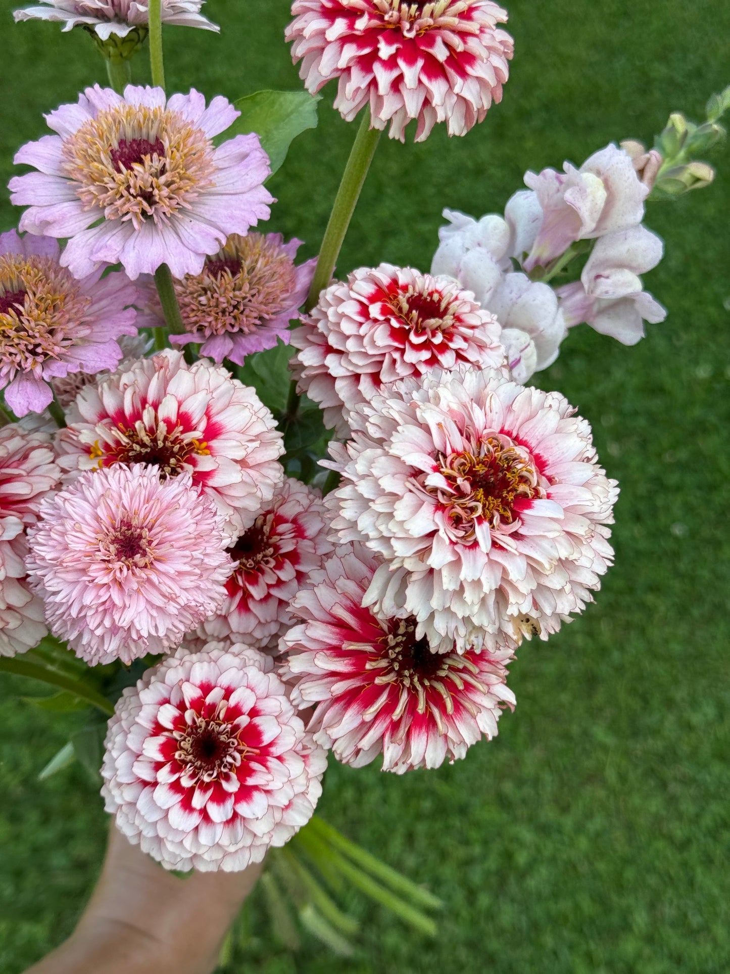 Zinnia elegans Zinderella Fizz | Scabiosa-Flowered Zinnia therapyofflowers.com