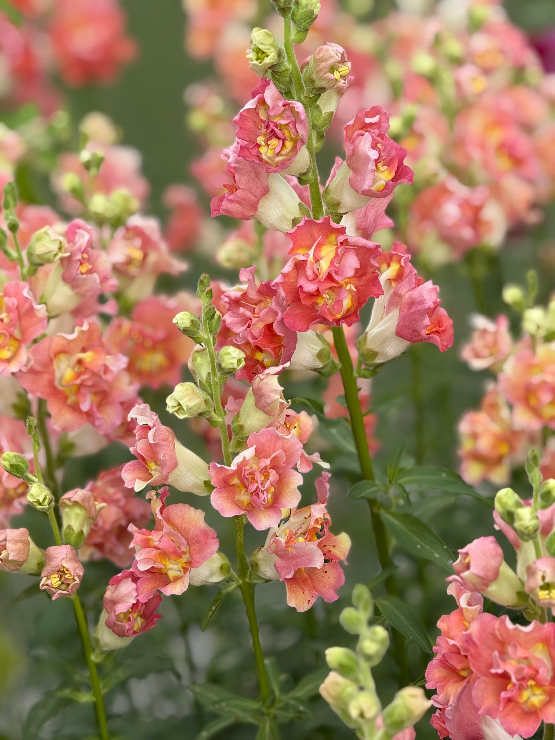 Snapdragon Madame Butterfly™ Bronze/White | Group 3,4 | Antirrhinum majus therapyofflowers.com