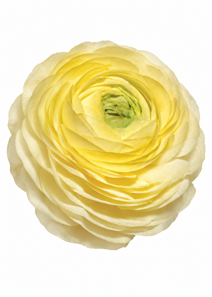 Ranunculus Elegance® CREMA 347G B&B | Italian Ranunculus | Corm size: 4/5 therapyofflowers.com
