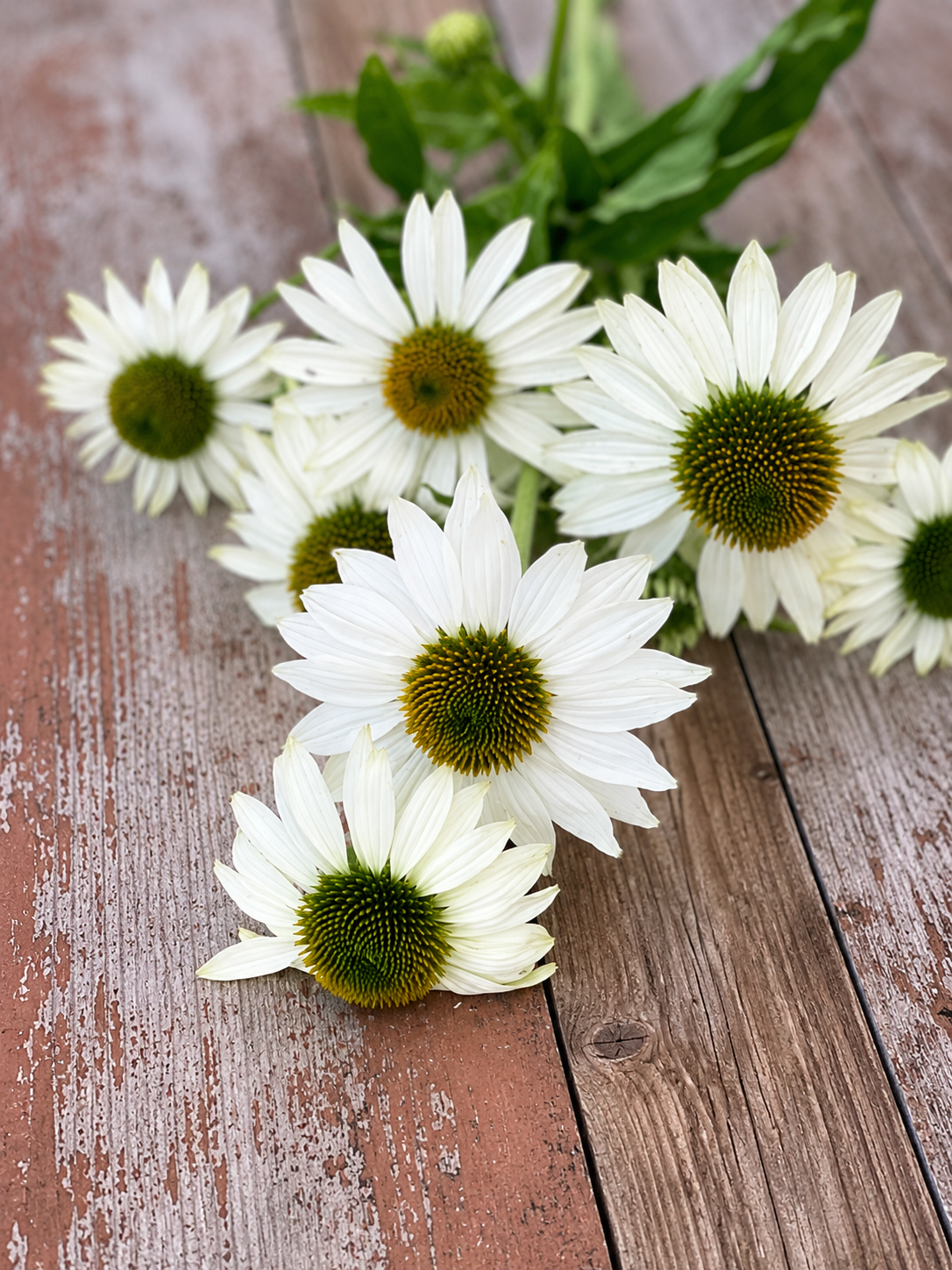 Echinacea purpurea Primadonna® White therapyofflowers.com