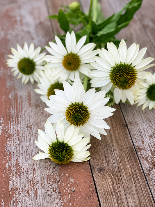 Echinacea purpurea Primadonna® White therapyofflowers.com