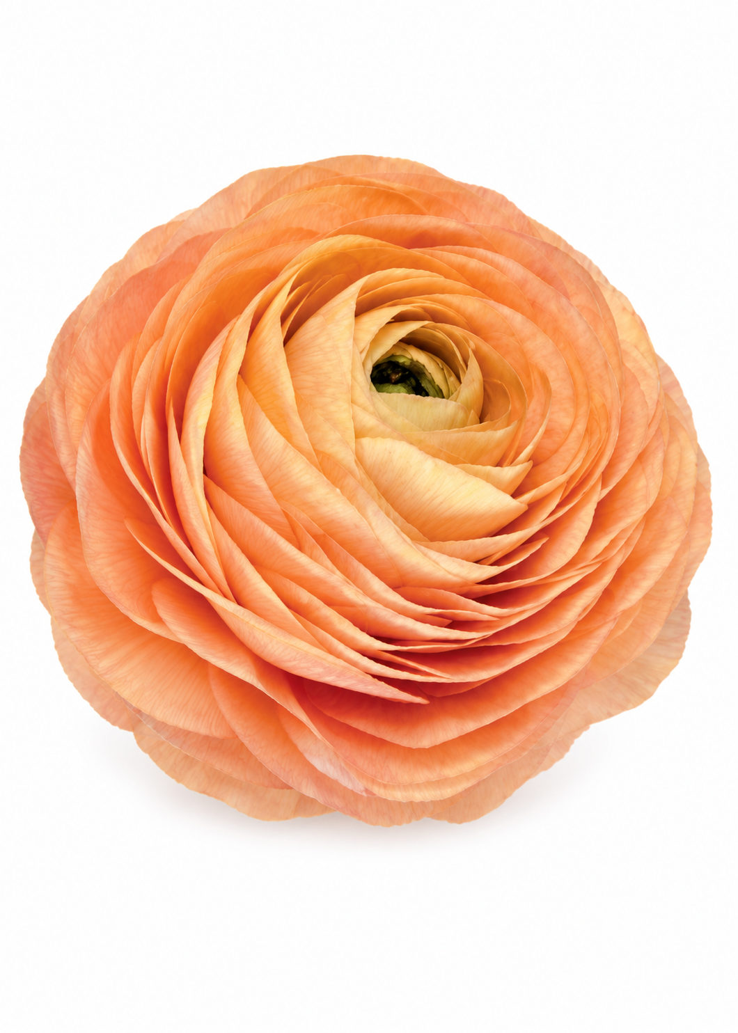 Ranunculus Elegance® SALMONE 06 | Italian Ranunculus | Corm size: 4/5 therapyofflowers.com