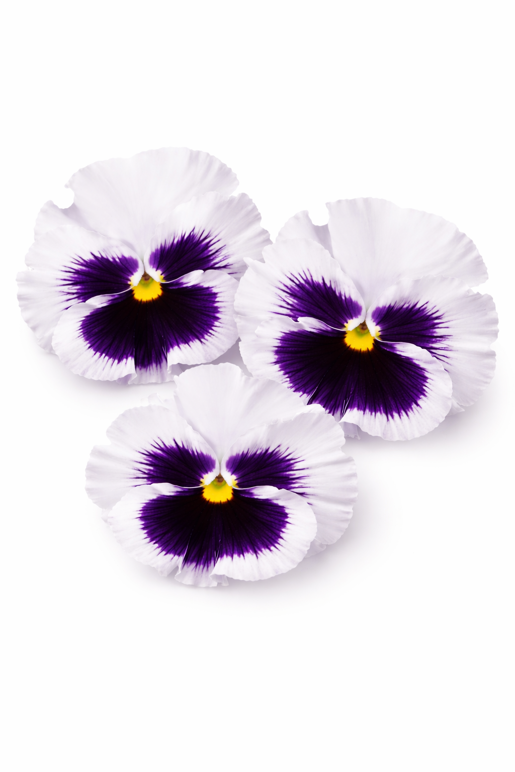 Viola x wittrockiana Flamenco White with Blotch F1 | Pansy therapyofflowers.com