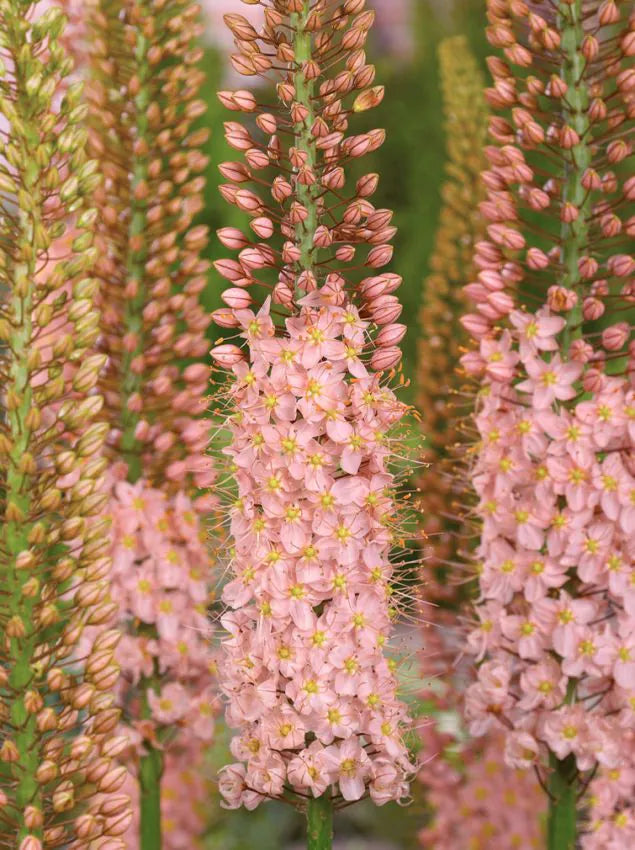 Eremurus x isabellinus Romance | Desert candle therapyofflowers.com