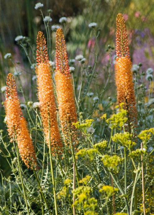Eremurus x isabellinus Cleopatra | Desert candle therapyofflowers.com