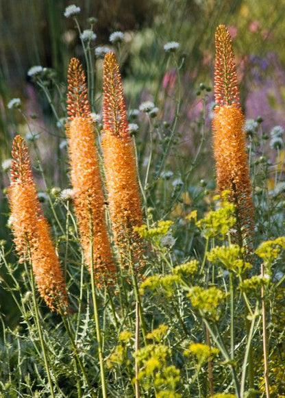 Eremurus x isabellinus Cleopatra | Desert candle therapyofflowers.com