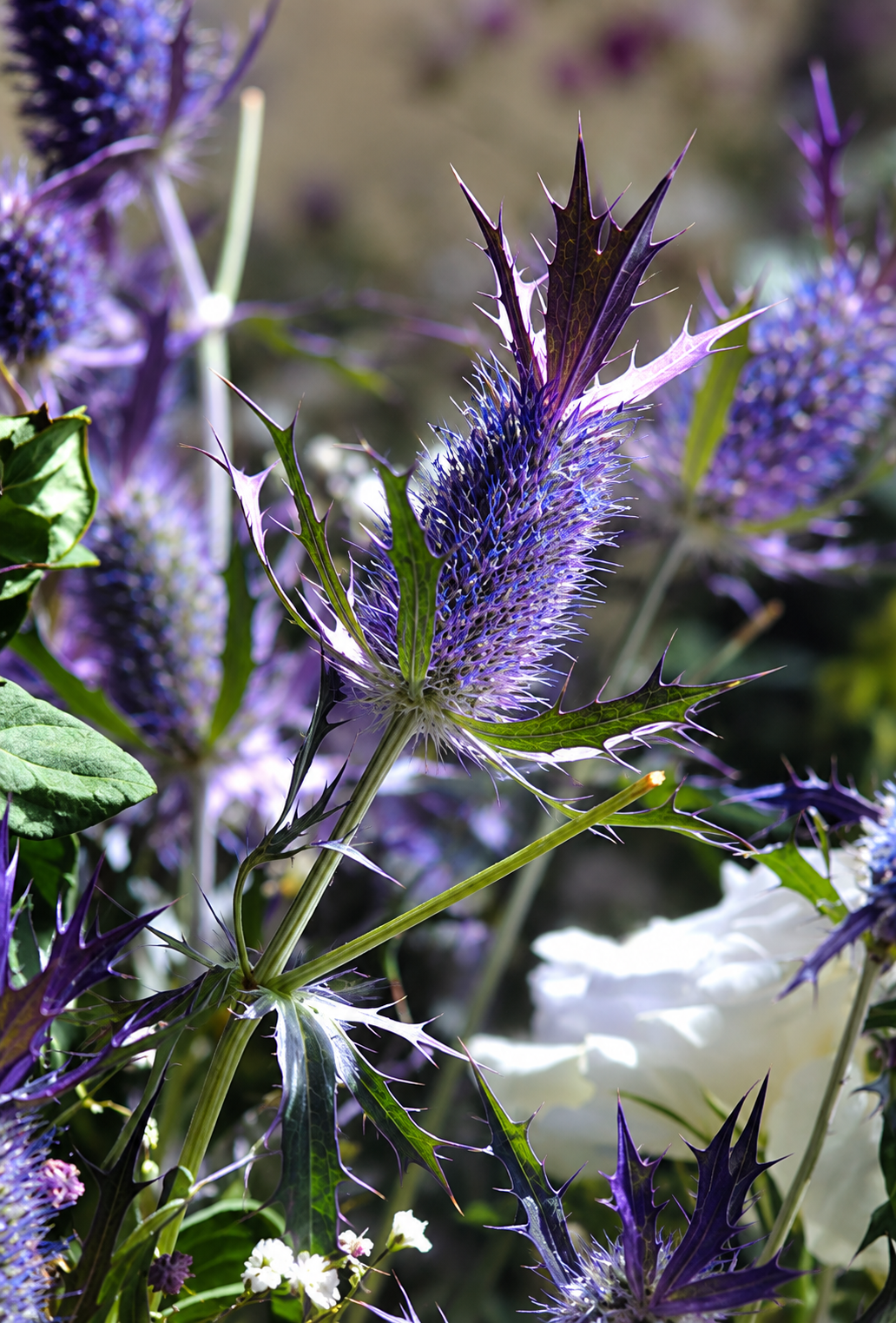 Mannstreu Purple Sheen | Eryngium leavenworthii