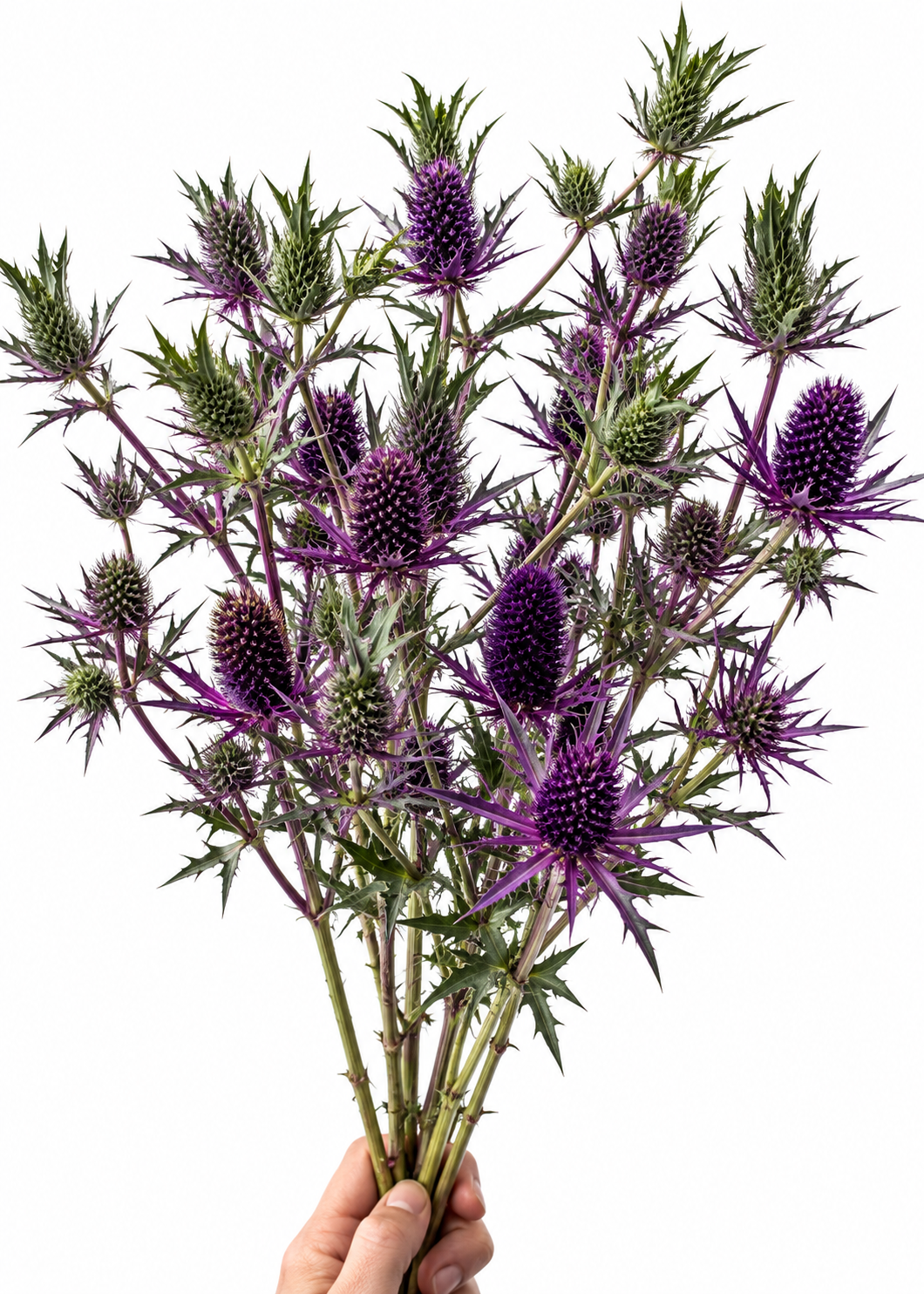Mannstreu Purple Sheen | Eryngium leavenworthii