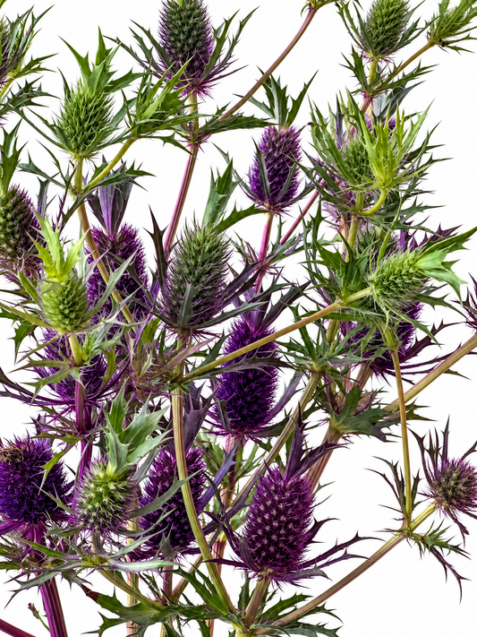 Eryngium leavenworthii Purple Sheen | Leavenworth’s Eryngo