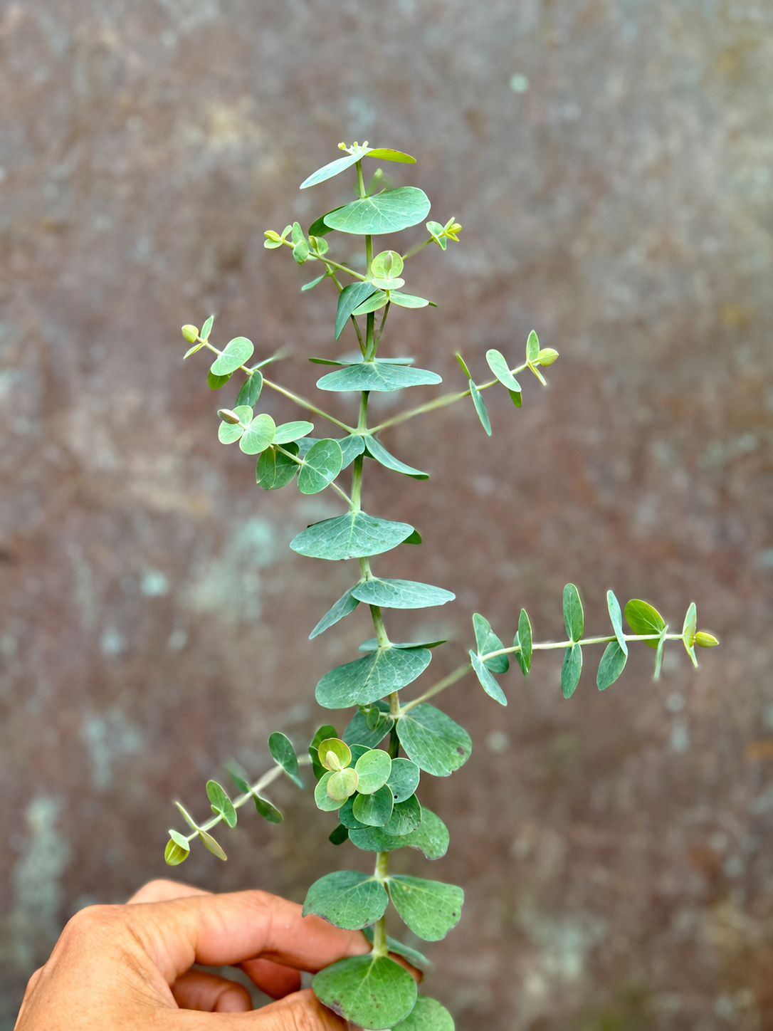 Eucalyptus pulverulenta Baby Blue | Florist Eucalyptus therapyofflowers.com