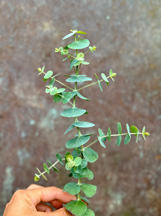 Eucalyptus pulverulenta Baby Blue | Florist Eucalyptus therapyofflowers.com
