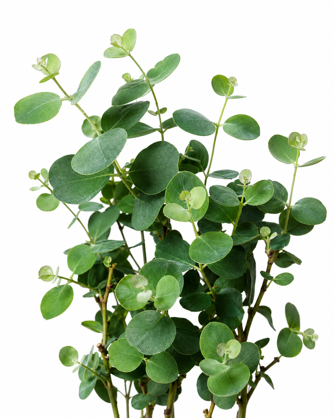 A cluster of green eucalyptus branches with round, fleshy leaves on a plain white background.