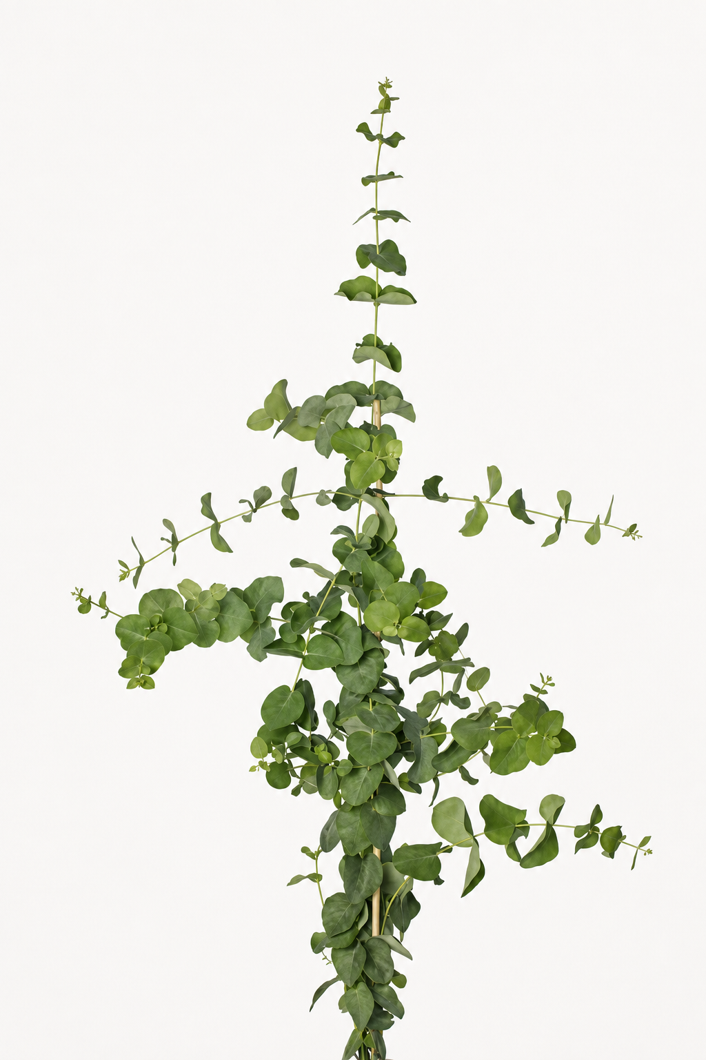 Eucalyptus stuartiana | Apple-scented Gum therapyofflowers.com