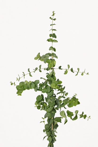 Eucalyptus stuartiana | Apple-scented Gum therapyofflowers.com