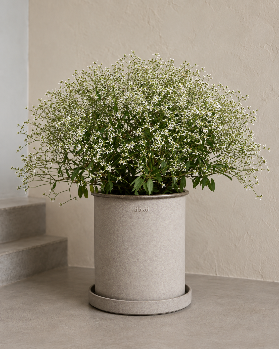 Euforbia Glamour F1 | Euphorbia graminea