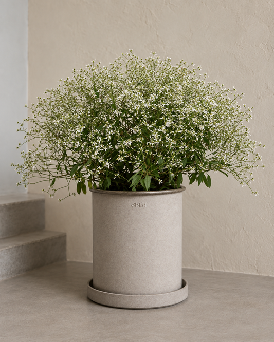 Wilczomlecz Glamour F1 | Euphorbia graminea