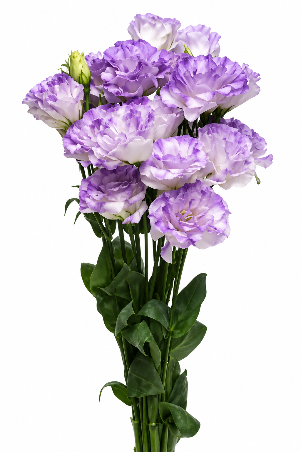 Eustoma grandiflorum ABC™ ABC Misty Blue I F1 | Lisianthus therapyofflowers.com