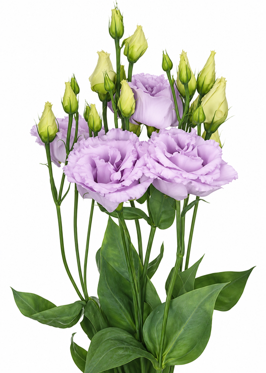 Eustoma grandiflorum Alissa Lavender F1 | Group 1 Lisianthus