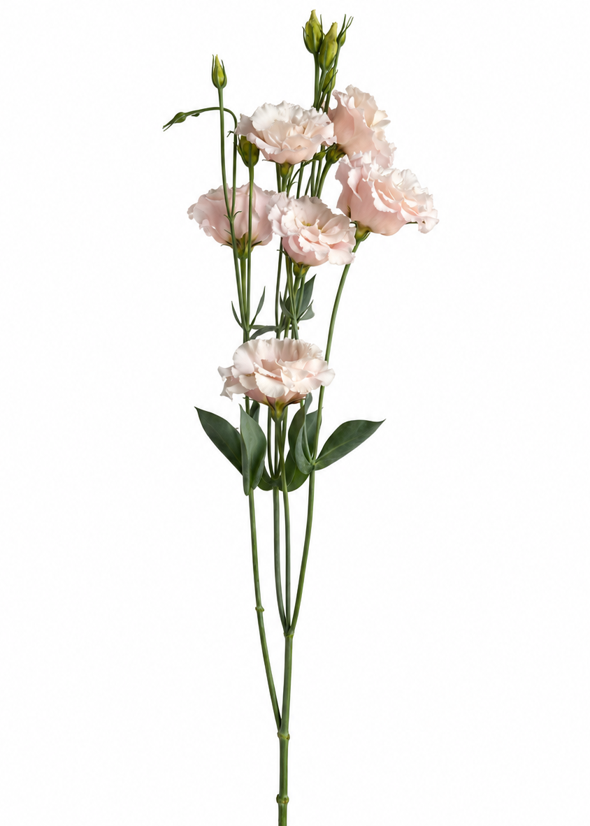 Schönkelch Corelli™ Light Pink F1 | Eustoma grandiflorum | Gruppe 3