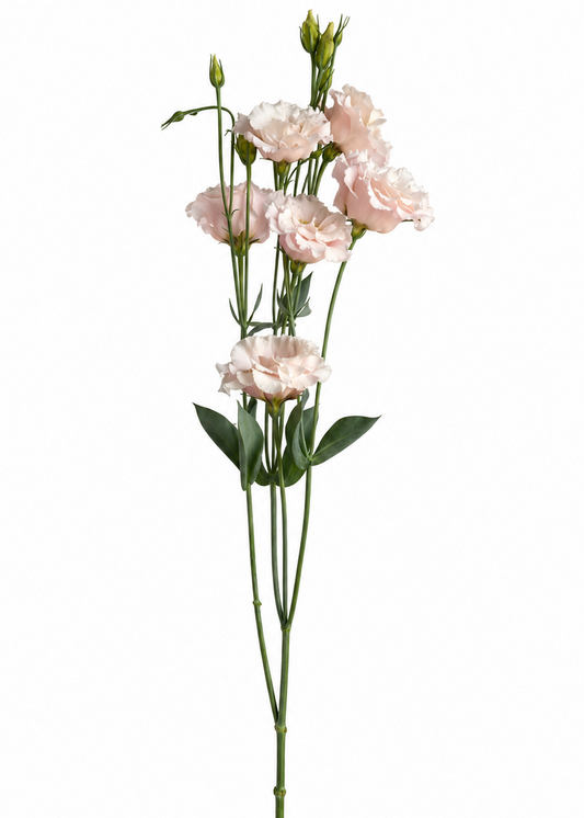 Lizantes Corelli™ III Light Pink F1 | Eustoma grandiflorum