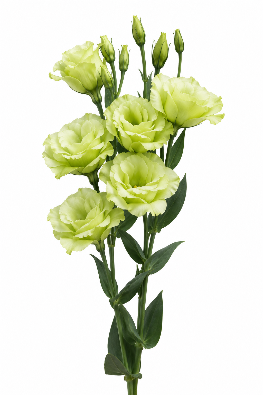 Eustoma grandiflorum Flare Jade I-II F1 | Lisianthus | Pelleted Seeds therapyofflowers.com