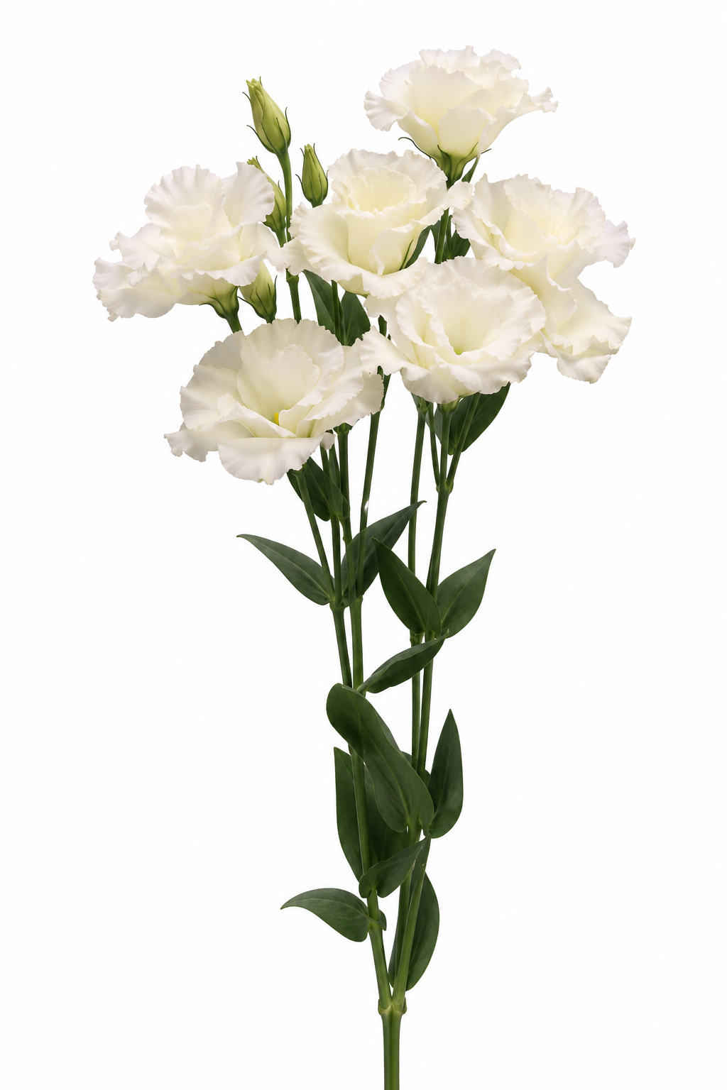 Eustoma grandiflorum Flare White I-II F1 | Lisianthus | Pelleted Seeds therapyofflowers.com