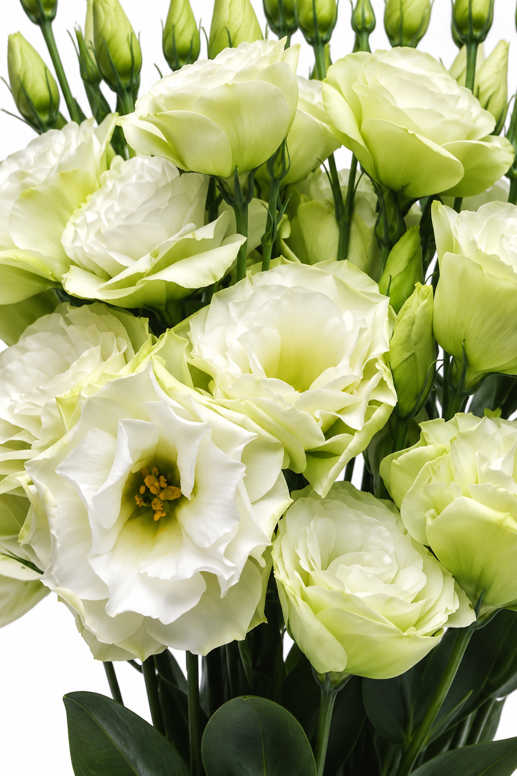 Eustoma grandiflorum ABC™ Green I F1 | Lisianthus therapyofflowers.com