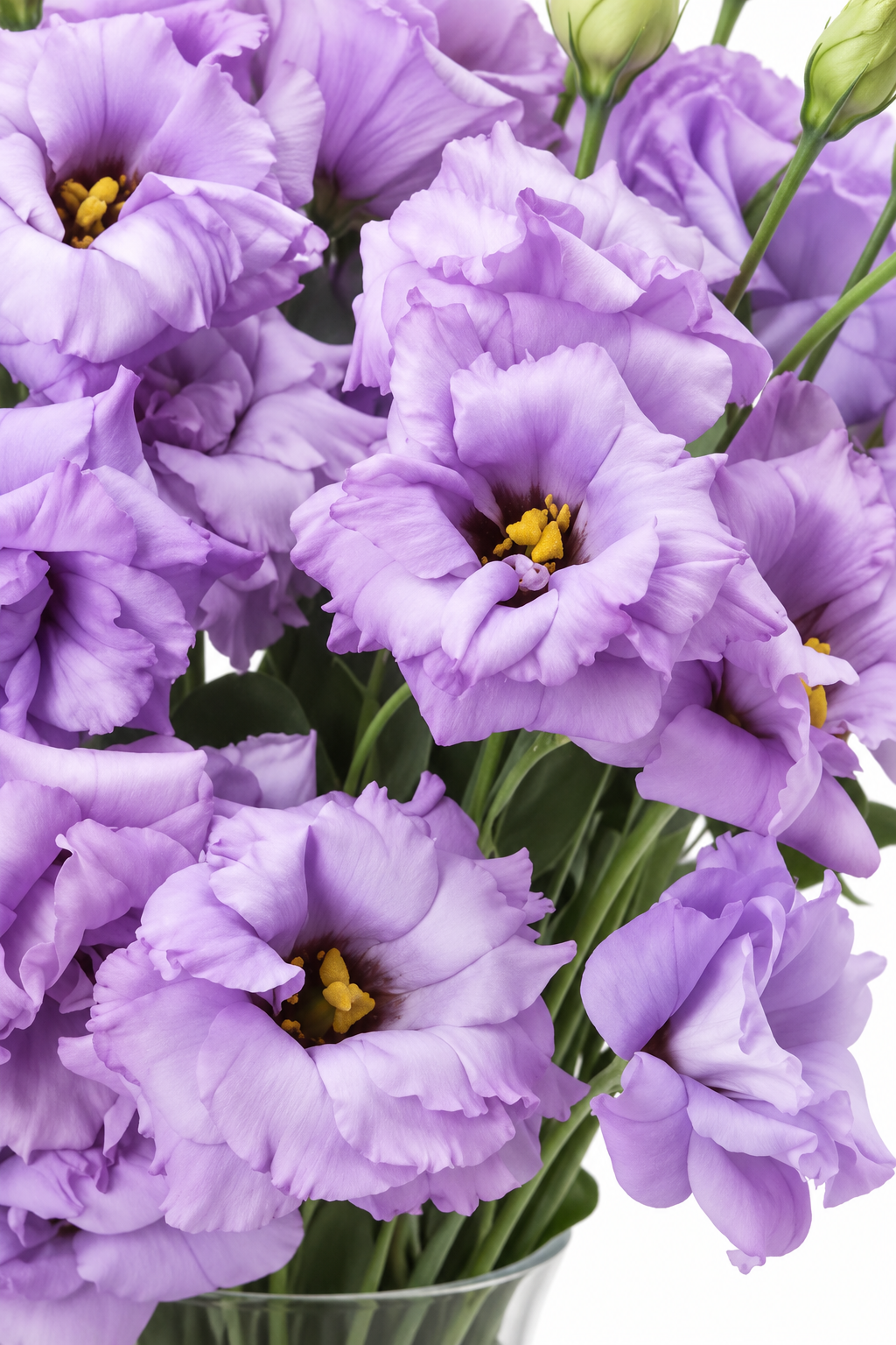 Eustoma grandiflorum ABC™ Lavender II F1 | Lisianthus | Pelleted Seeds therapyofflowers.com