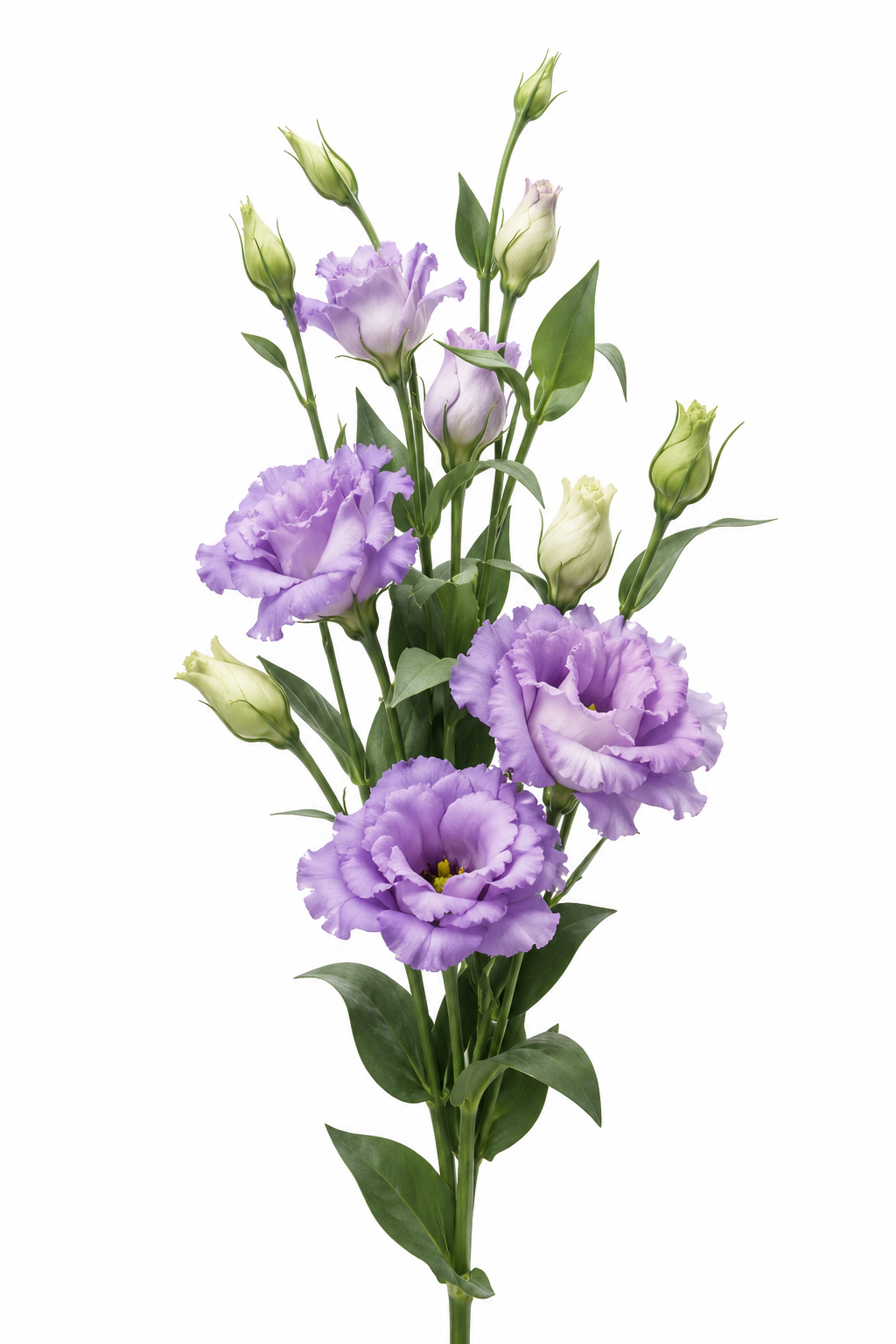 Eustoma grandiflorum ABC™ Lavender II F1 | Lisianthus | Pelleted Seeds therapyofflowers.com