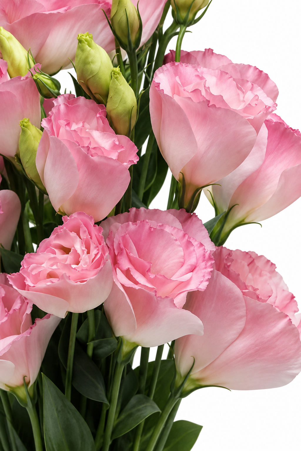Eustoma grandiflorum ABC™ Misty Pink II F1 | Lisianthus | Pelleted Seeds therapyofflowers.com