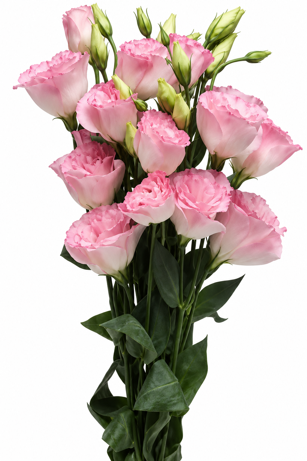 Eustoma grandiflorum ABC™ Misty Pink II F1 | Lisianthus | Pelleted Seeds therapyofflowers.com