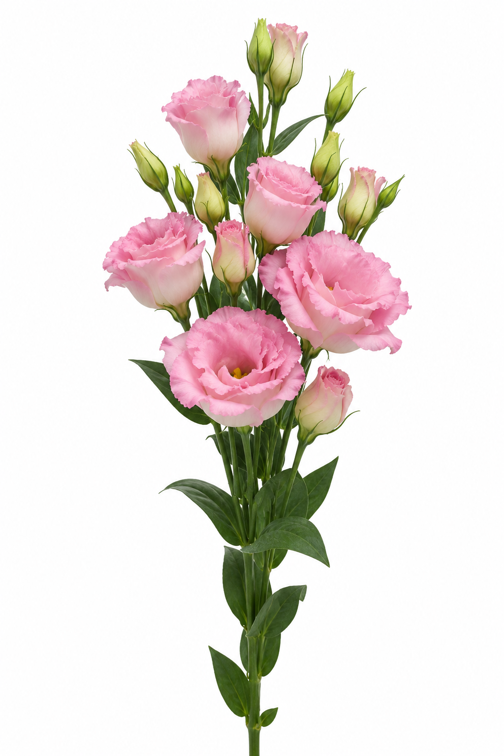 Eustoma grandiflorum ABC™ Misty Pink II F1 | Lisianthus | Pelleted Seeds therapyofflowers.com