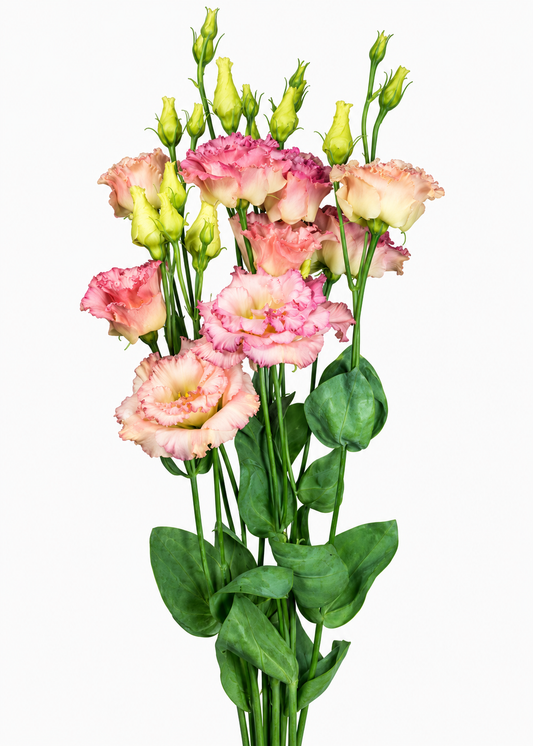 Eustoma grandiflorum Alissa Champagne F1 | Group 2 Lisianthus