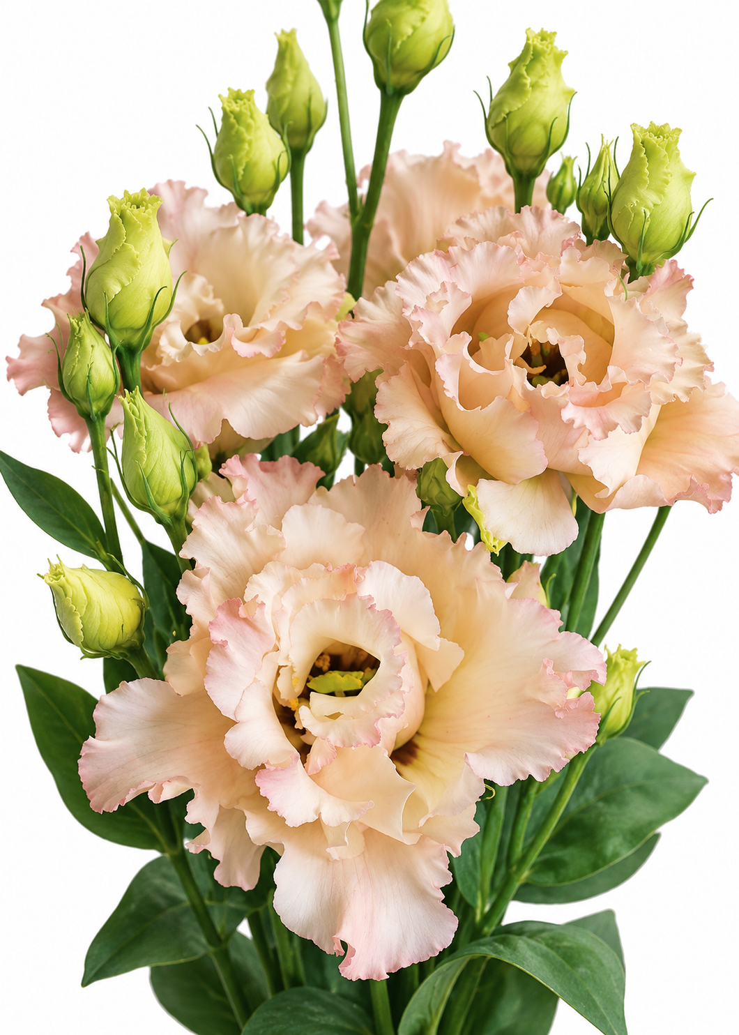 Eustoma grandiflorum Alissa Light Apricot Imp. F1 | Group 2 Lisianthus