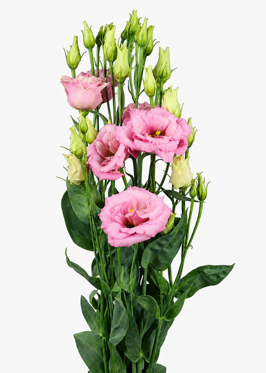 Eustoma grandiflorum Alissa Light Pink F1 | Group 2 Lisianthus