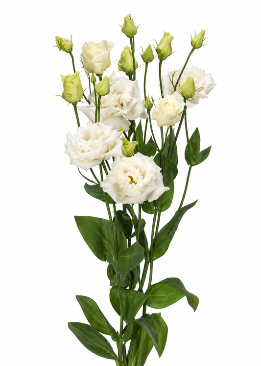 Eustoma grandiflorum Alissa White F1 | Group 2 Lisianthus