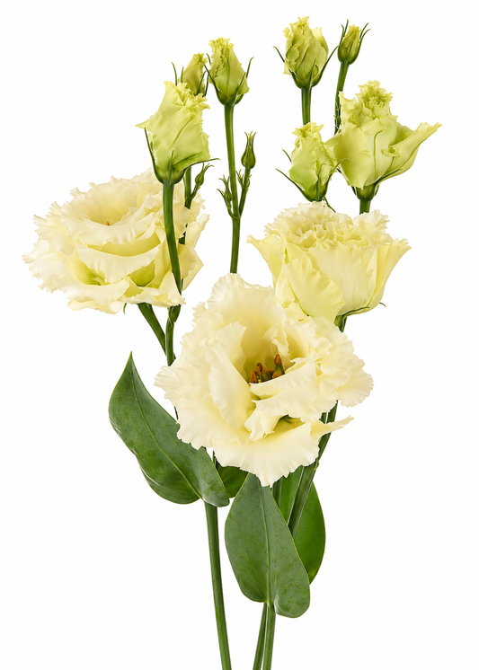 Eustoma grandiflorum Alissa Yellow III F1 | Group 2 Lisianthus
