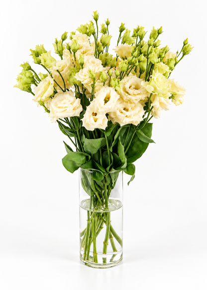 Eustoma grandiflorum Alissa Yellow III F1 | Group 2 Lisianthus