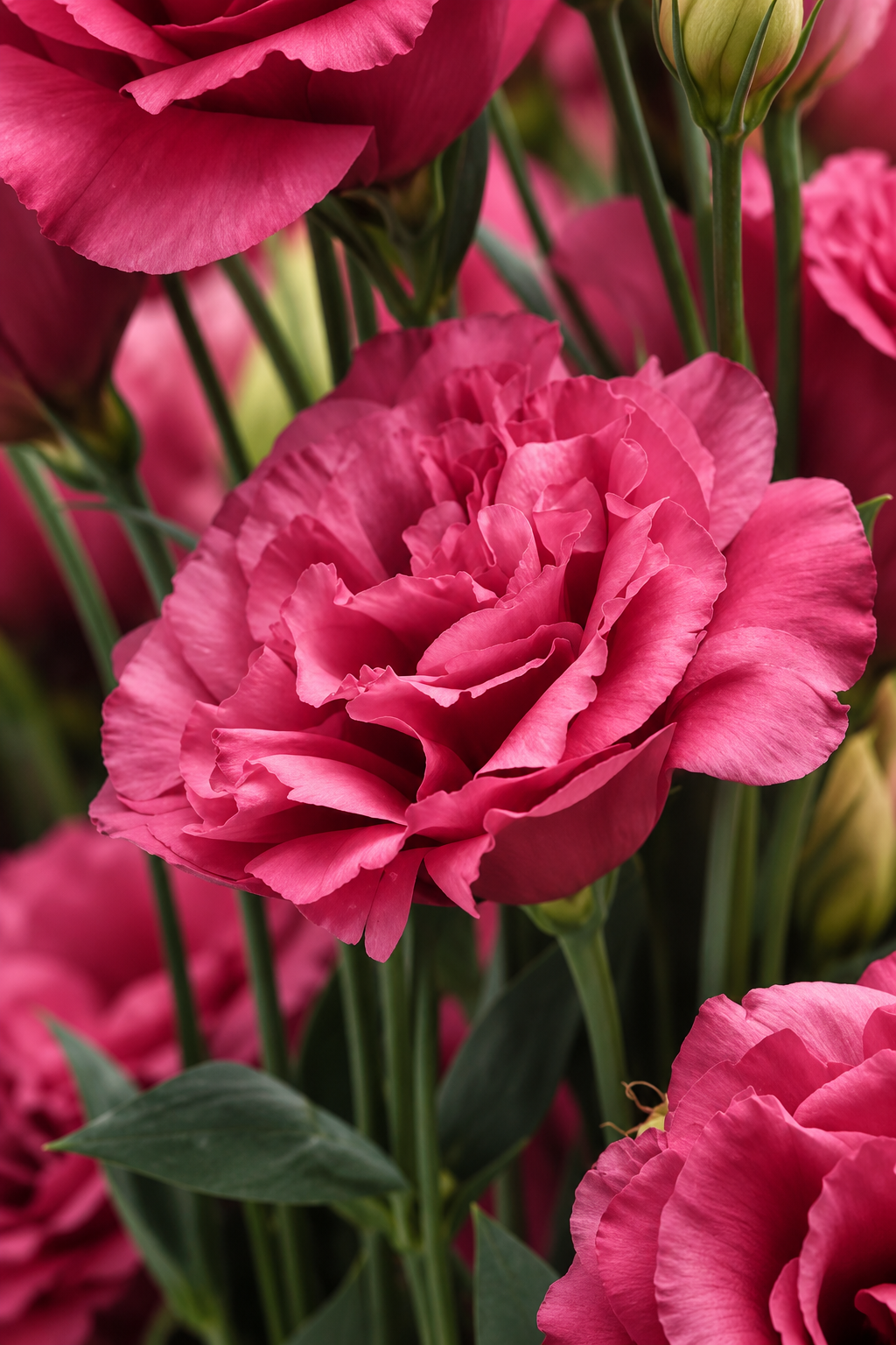 Eustoma grandiflorum Can Can® Carmine Rose F1 | Lisianthus | Pelleted Seeds therapyofflowers.com