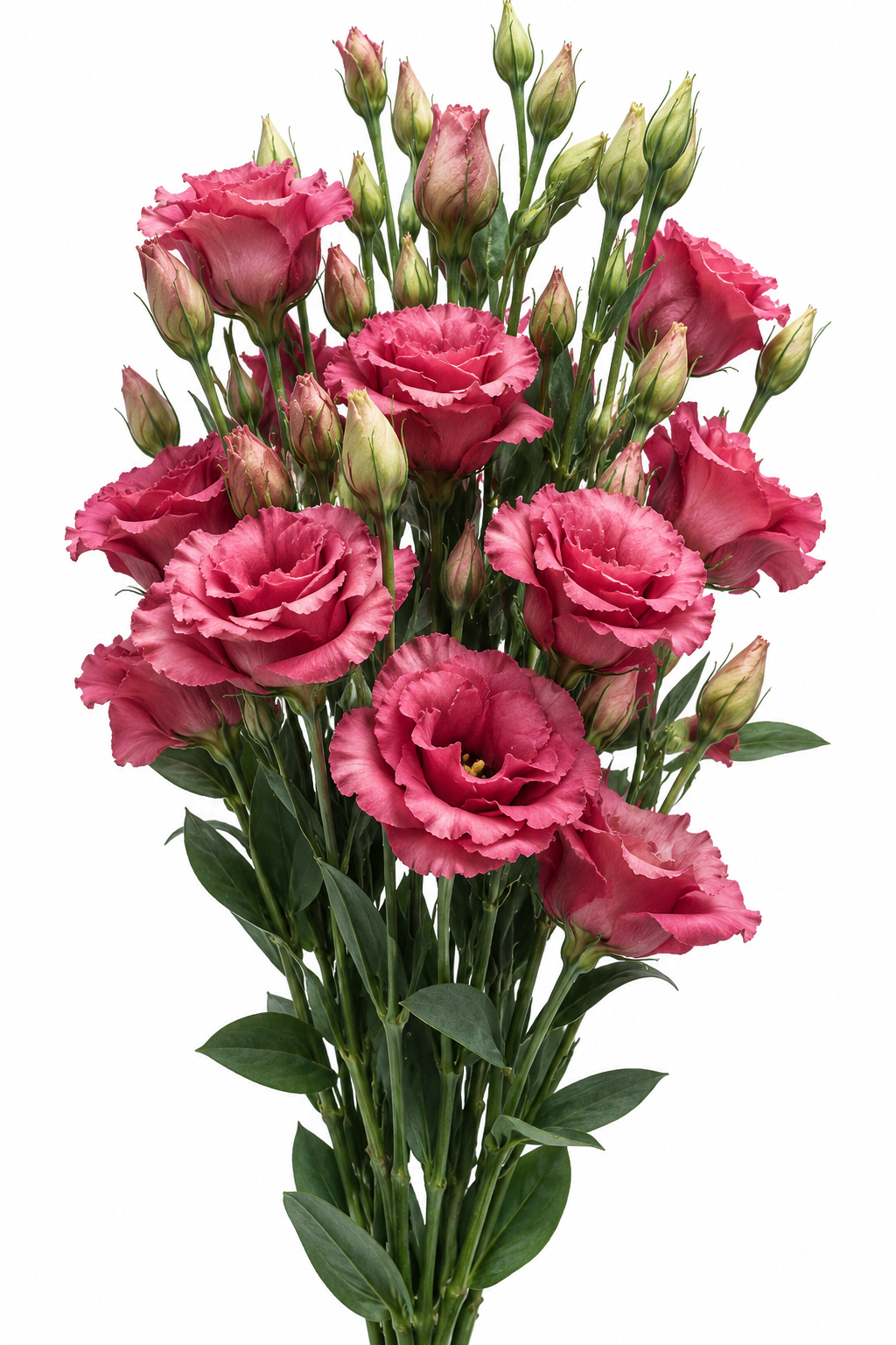 Eustoma grandiflorum Can Can® Carmine Rose F1 | Lisianthus | Pelleted Seeds therapyofflowers.com