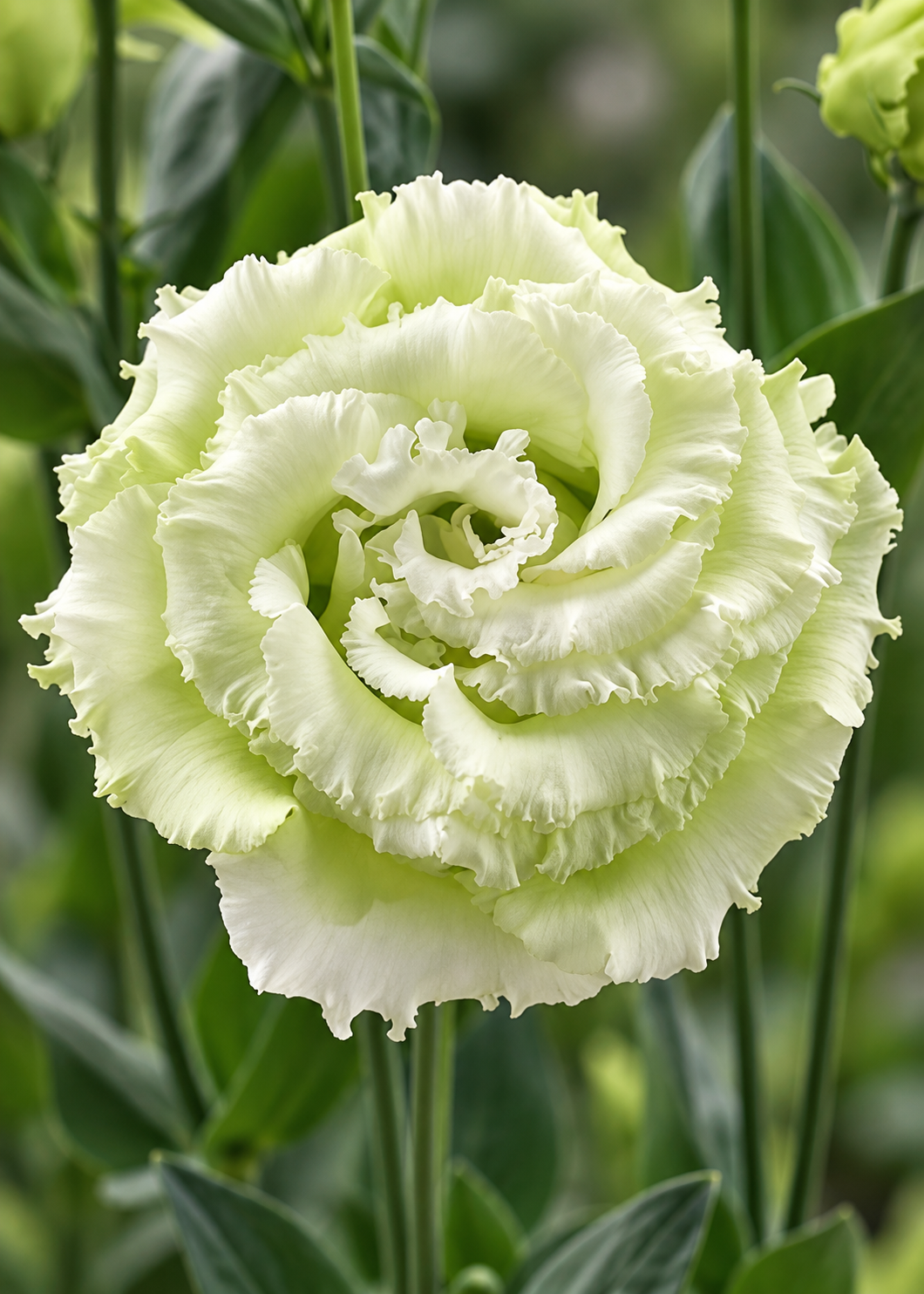 Eustoma grandiflorum Corelli Sugoi™ Green F1 | Group 3 Lisianthus