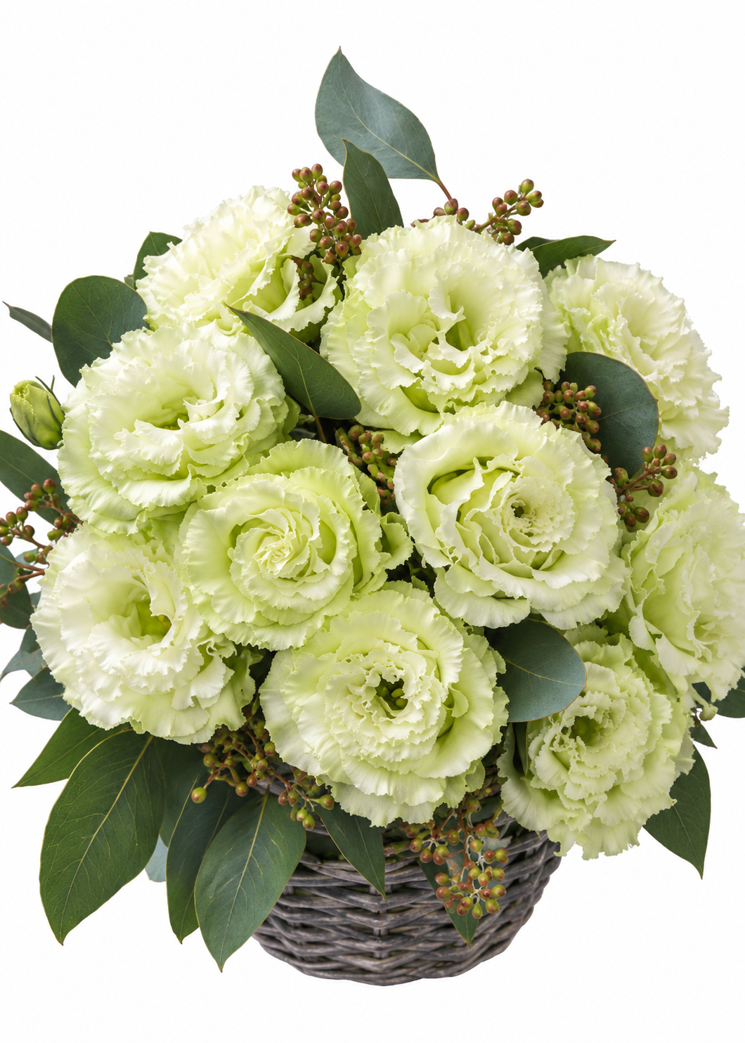 Eustoma grandiflorum Corelli Sugoi™ Green F1 | Group 3 Lisianthus