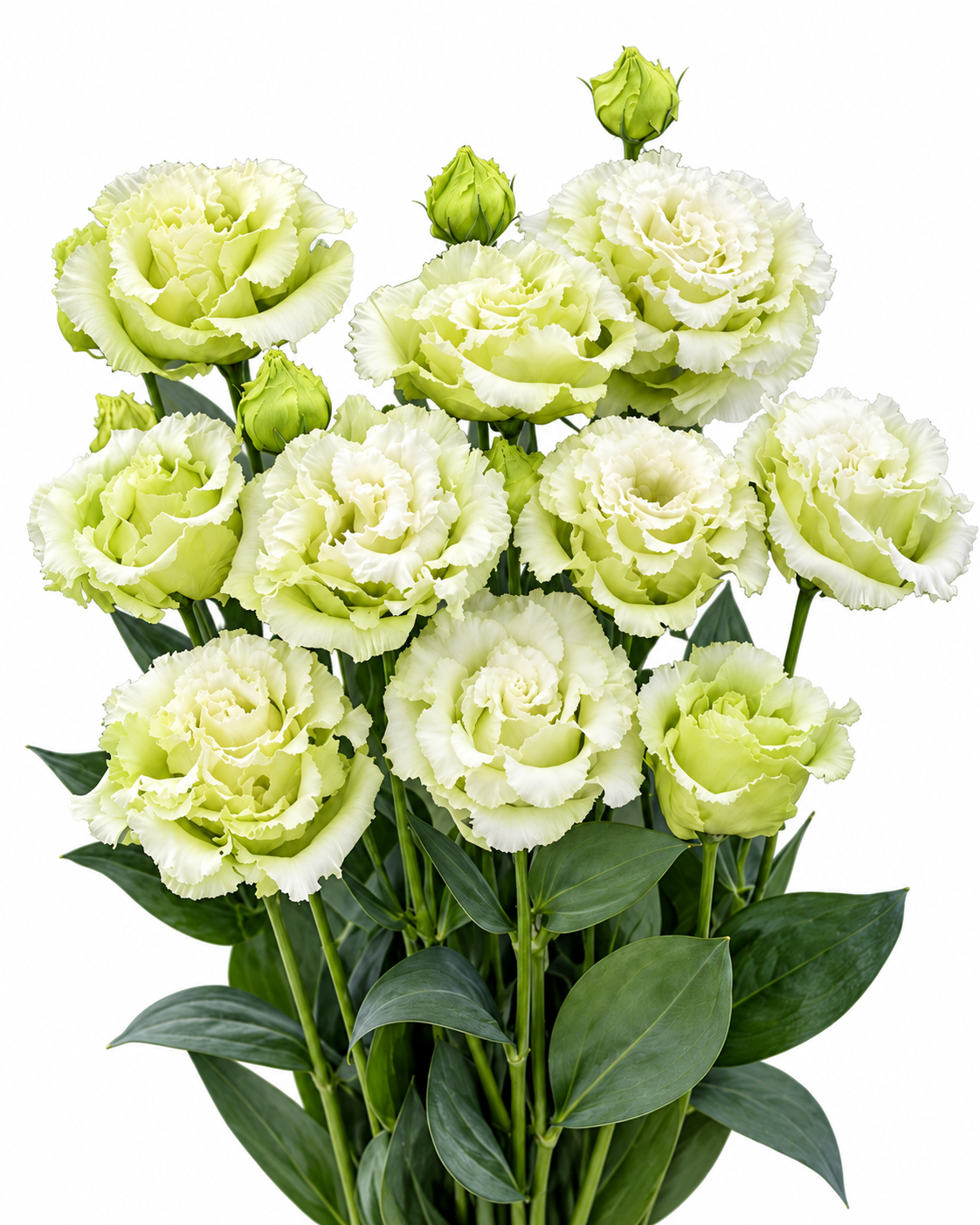 Eustoma grandiflorum Corelli Sugoi™ Green F1 | Group 3 Lisianthus