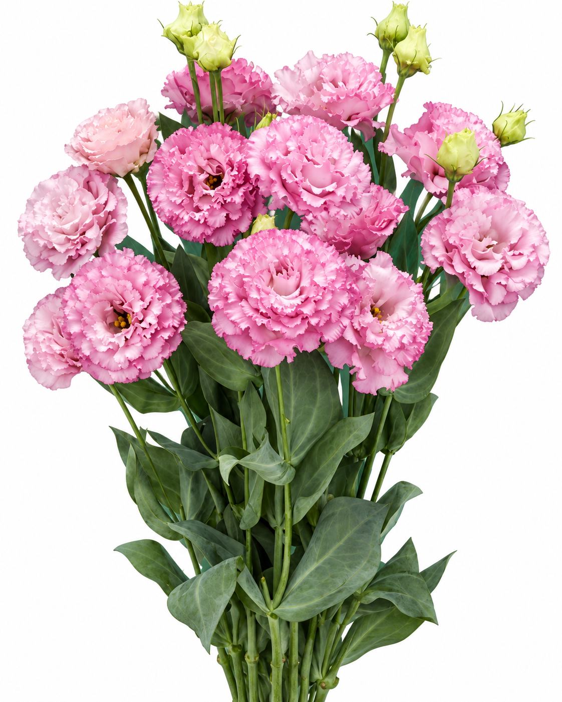 Lisianthus Corelli Sugoi™ Rose Pink F1 | Eustoma grandiflorum | Grupo 2
