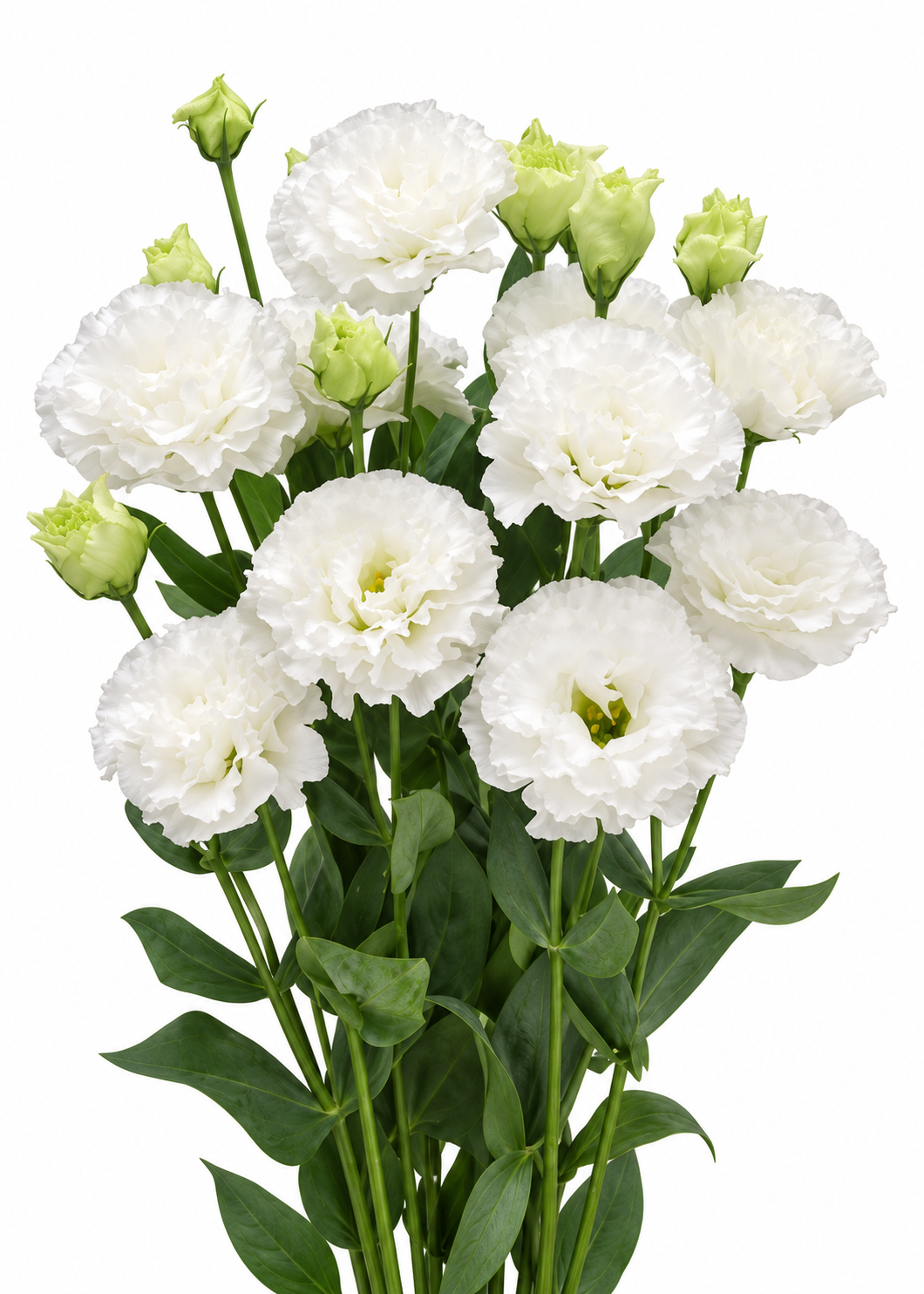 Eustoma grandiflorum Corelli Sugoi™ White F1 | Group 2 Lisianthus