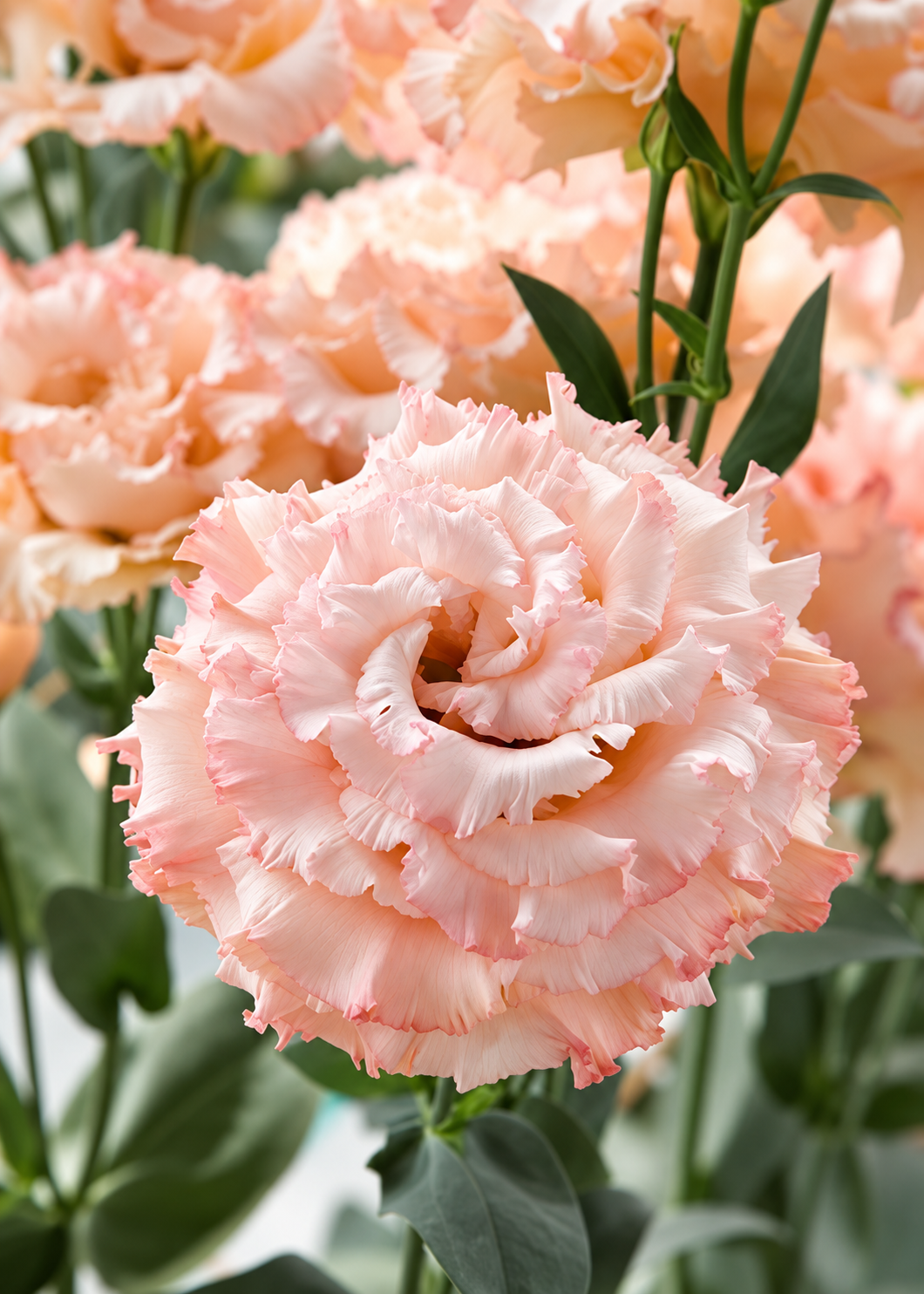 Lisianthus Corelli™ Apricot Gen 2 F1 | Eustoma grandiflorum | Gruppo 3