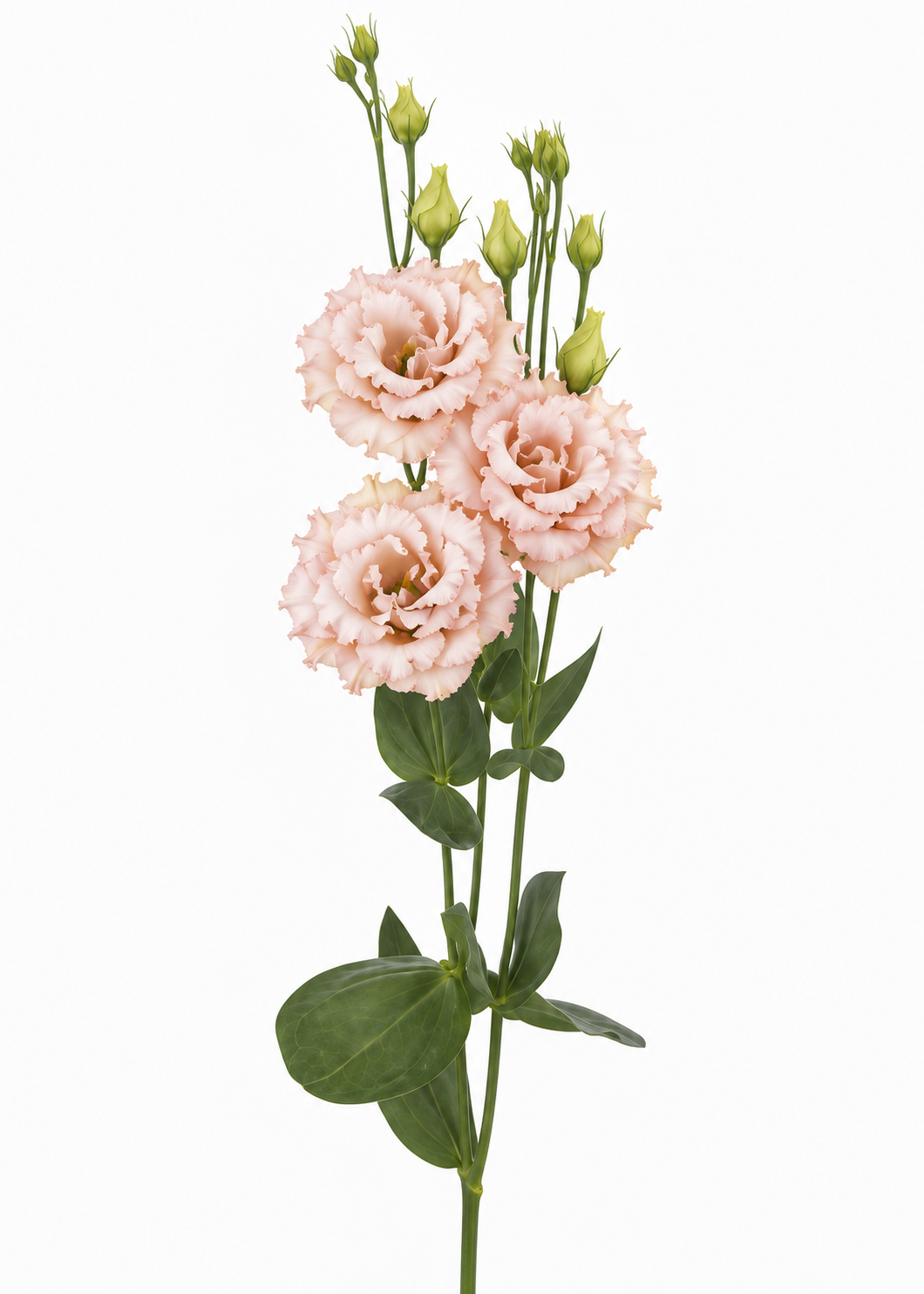 Lisianthus Corelli™ Apricot Gen 2 F1 | Eustoma grandiflorum | Gruppo 3