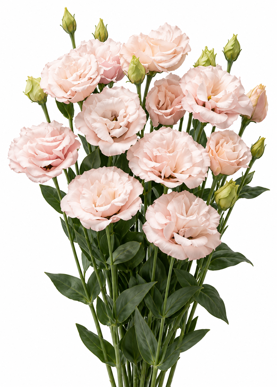 Schönkelch Corelli™ Light Pink F1 | Eustoma grandiflorum | Gruppe 3